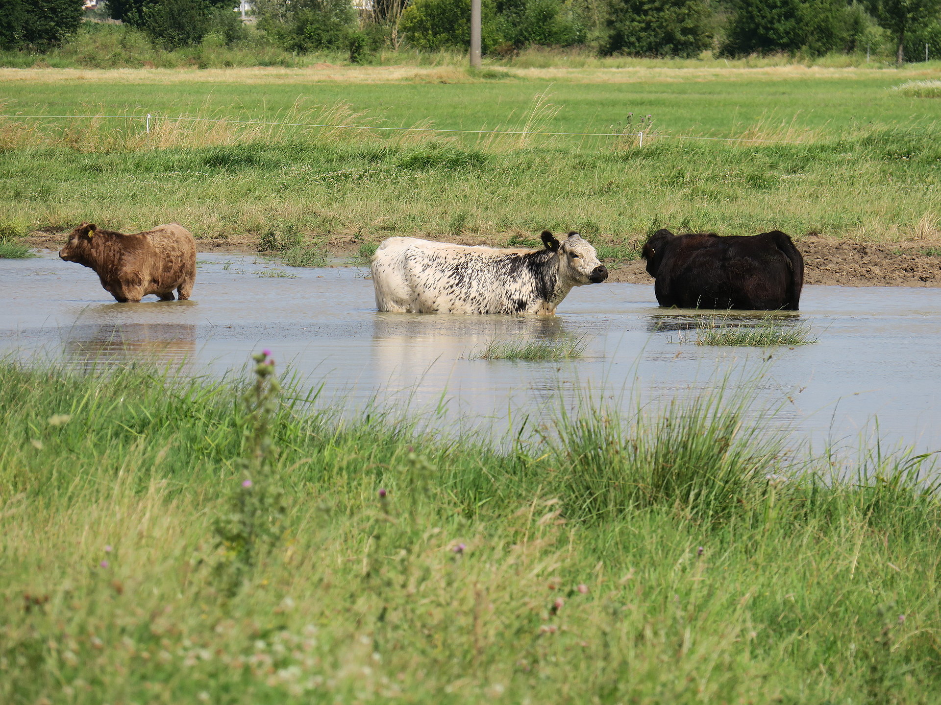 Extensive Beweidung mit Galloway-Rindern 