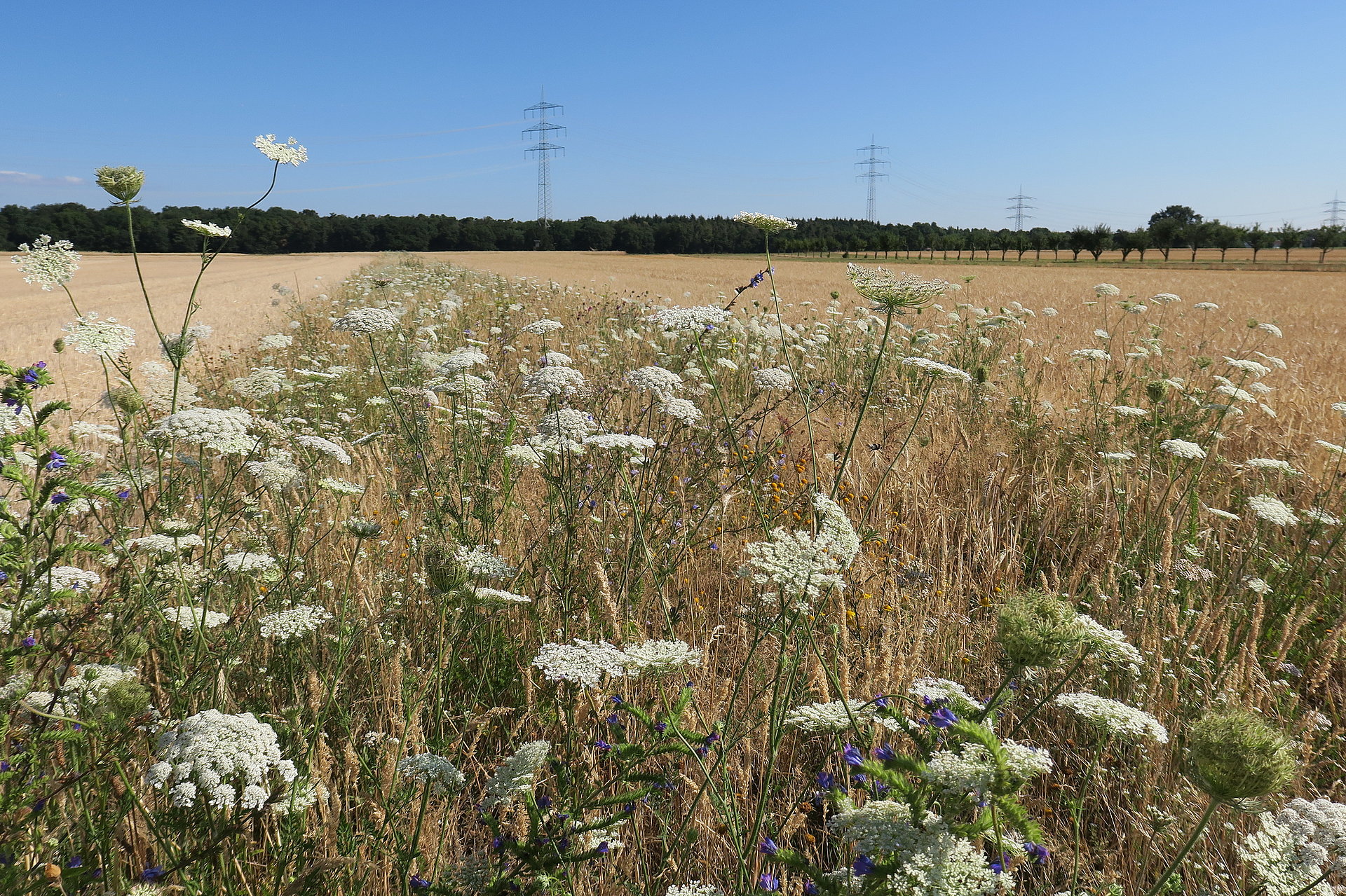 Blühstreifen bei Weiterstadt