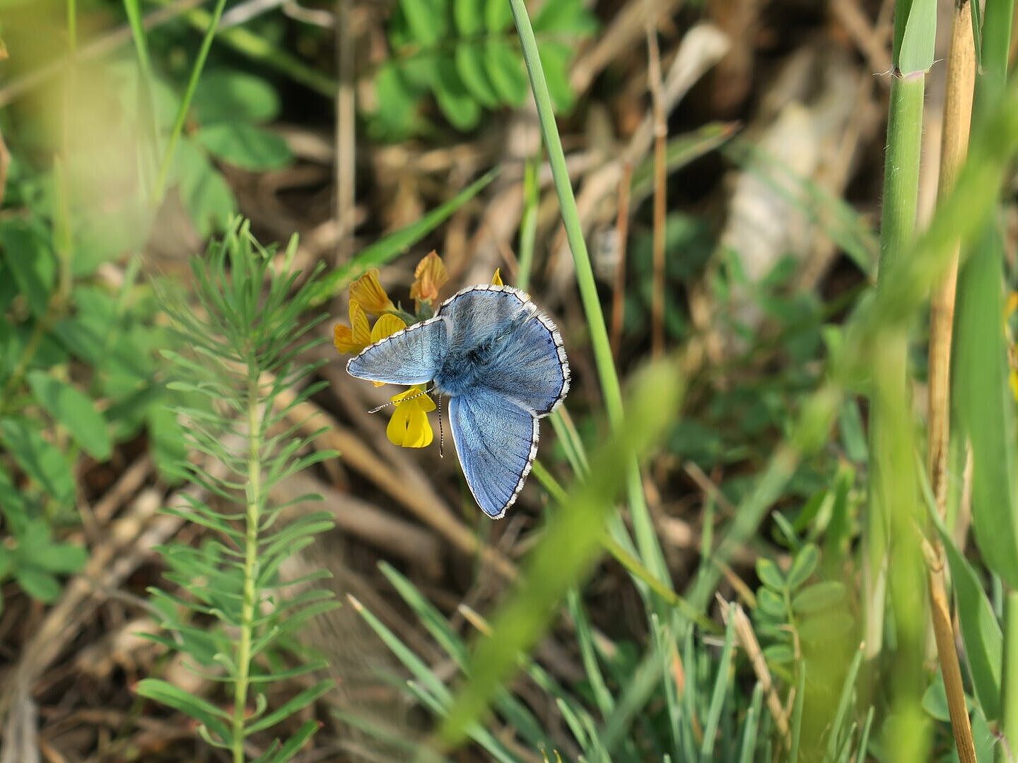 Blaeuling