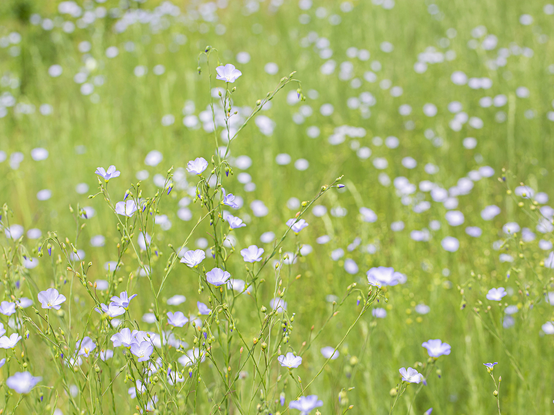 Wilder Ausdauernder Lein