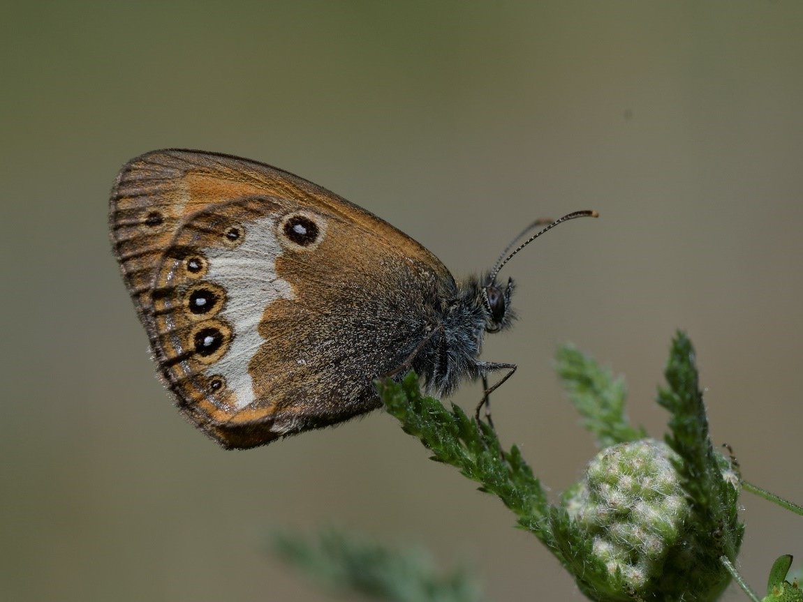 Der Perlgrasfalter