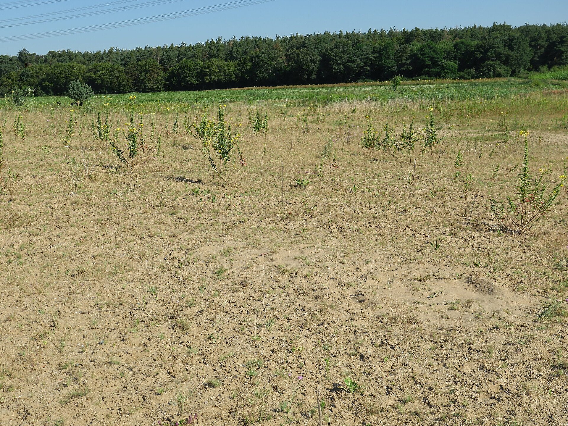 Sand und Magerrasen