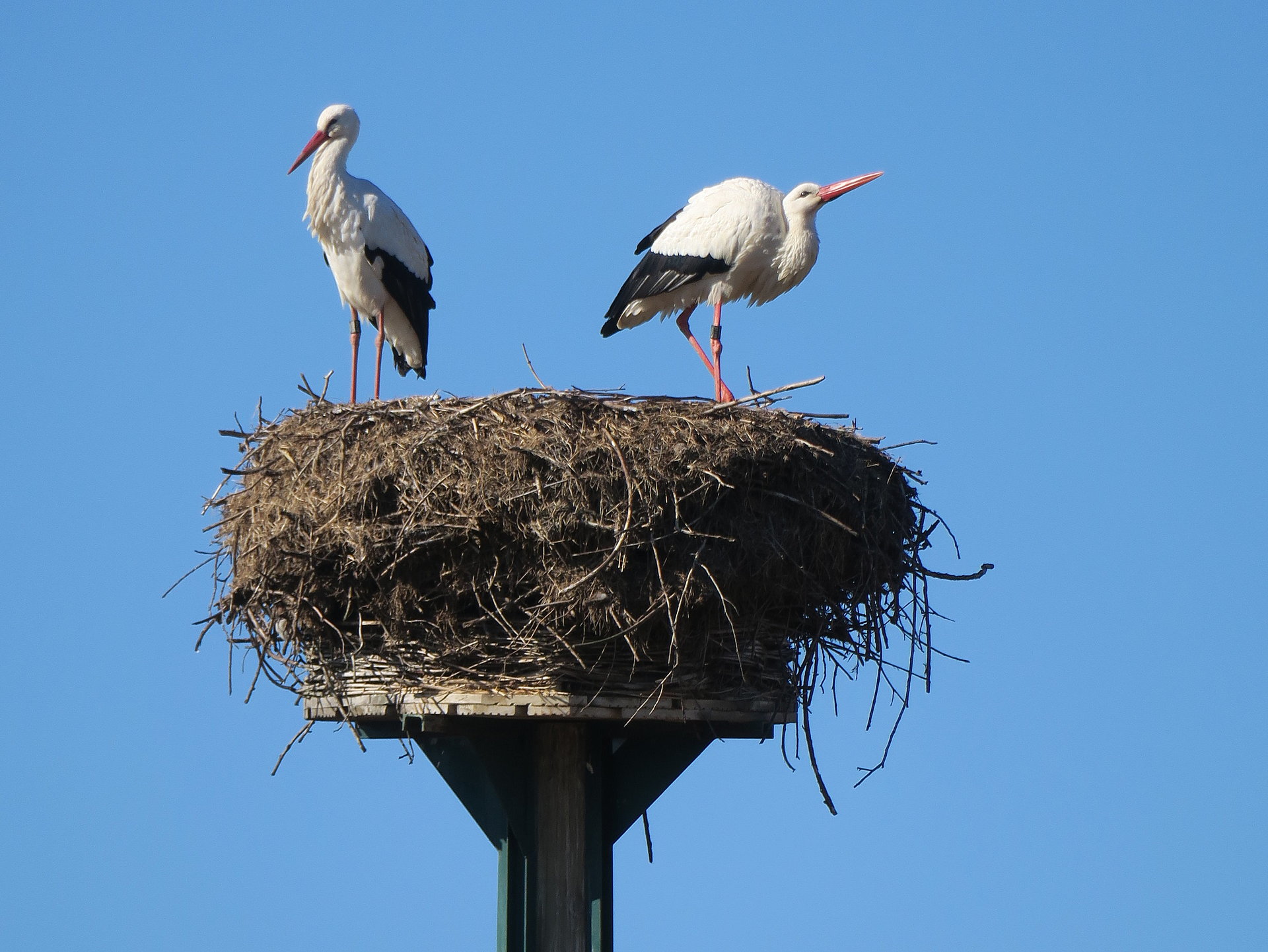 Weißstorch-Nistplatz 