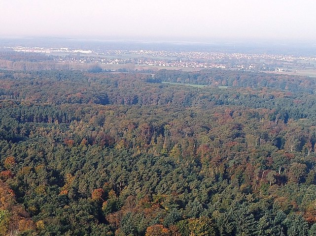 Waldkonto