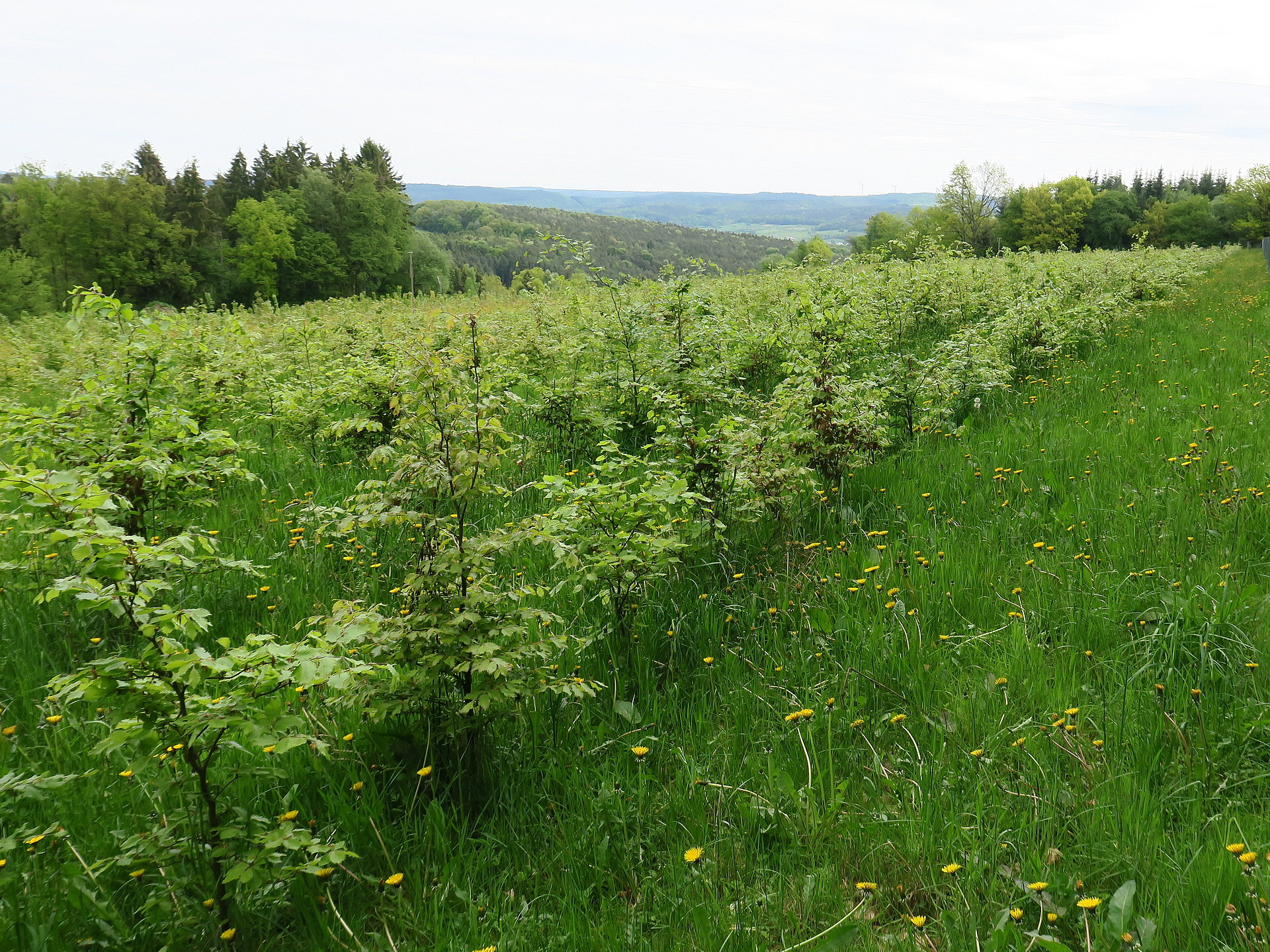 Buchenaufforstungen im Waldschatten