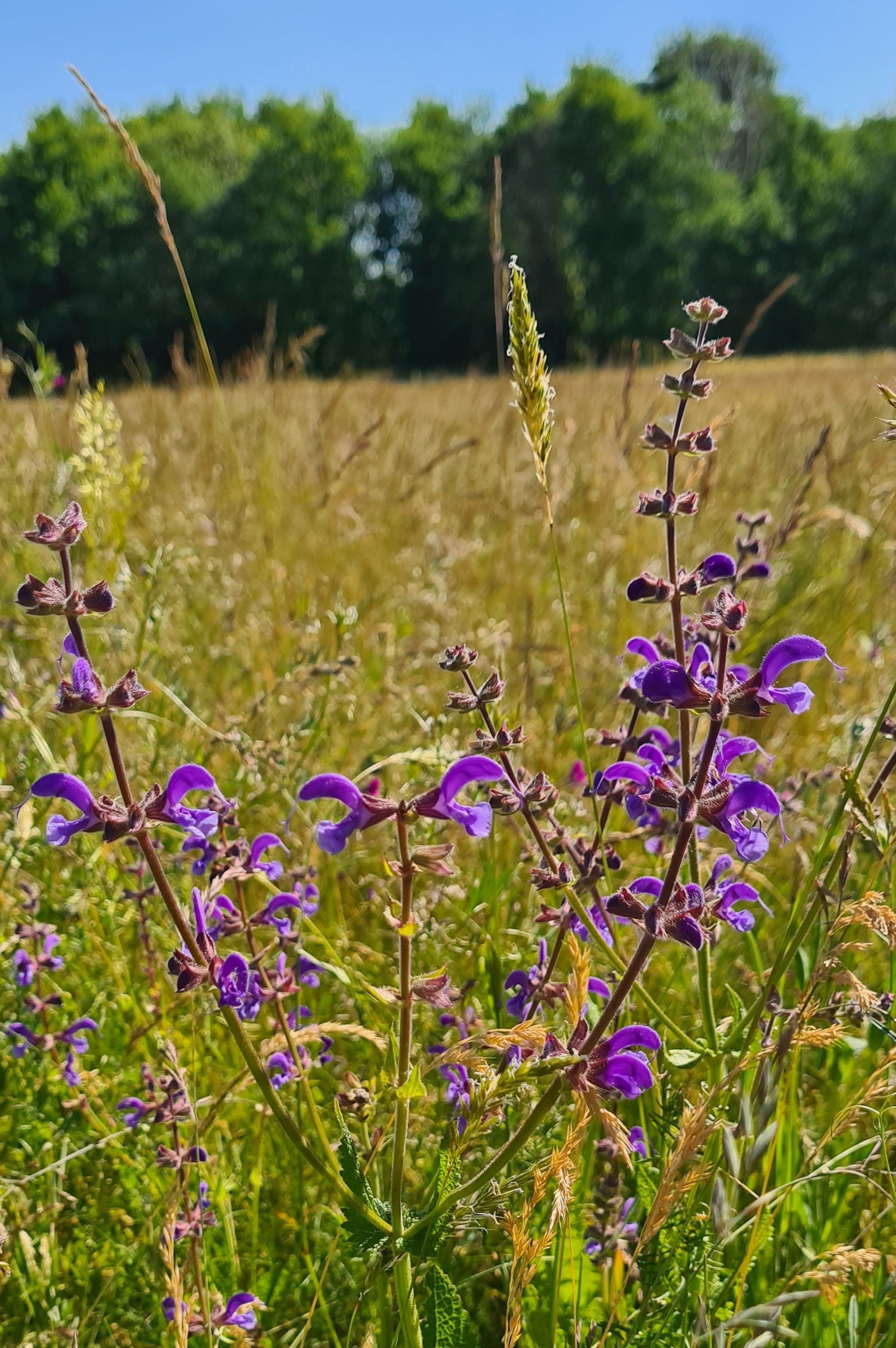 Wiesensalbei