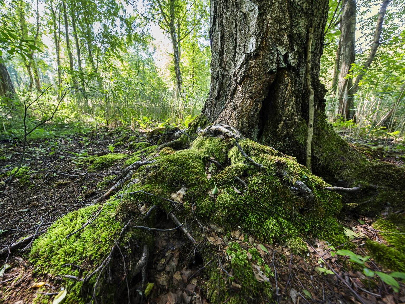 Neustadt Moorrenaturierung 2020