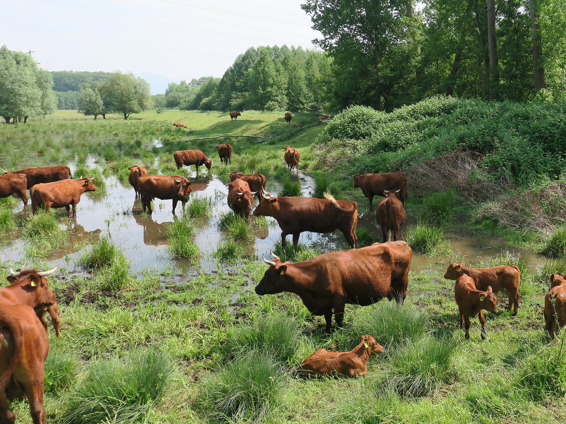 Rotes Höhenvieh ist nicht wasserscheu