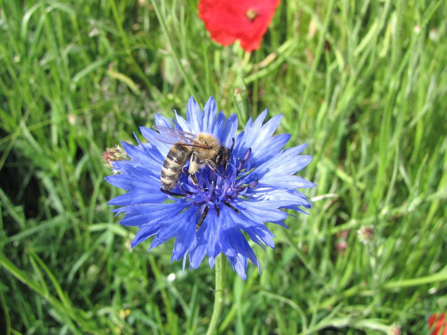 Ackerwildkräuter