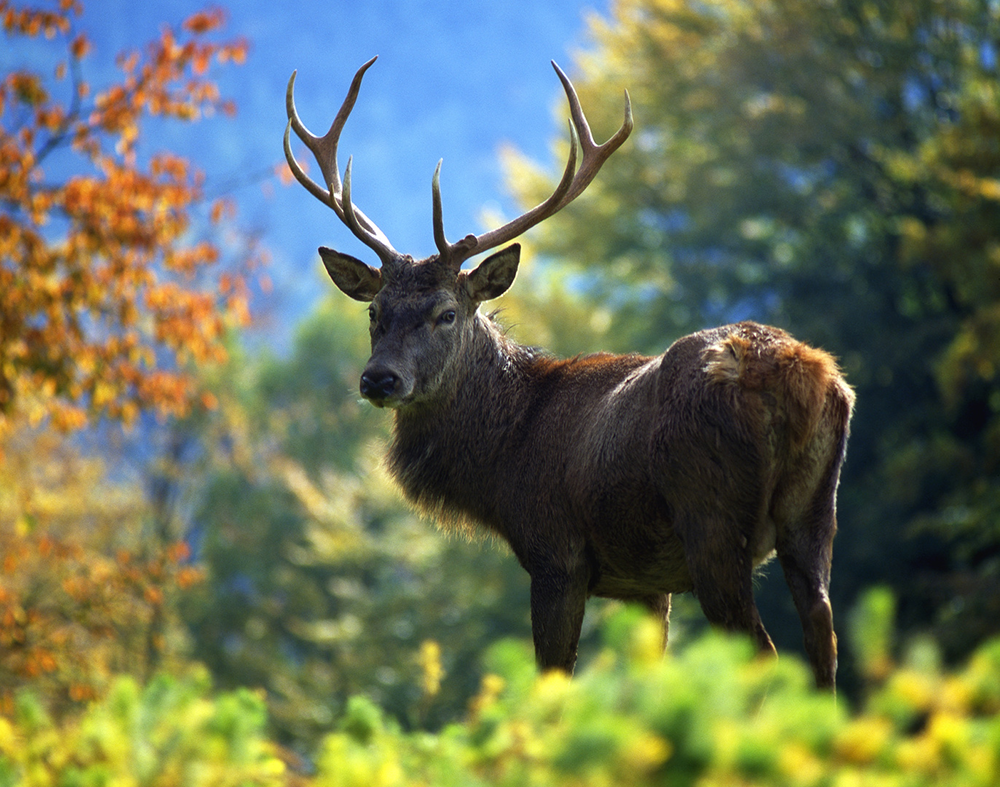 Jagdrechte - Eigenjagdbezirke und gemeinschaftliche Jagdbezirke