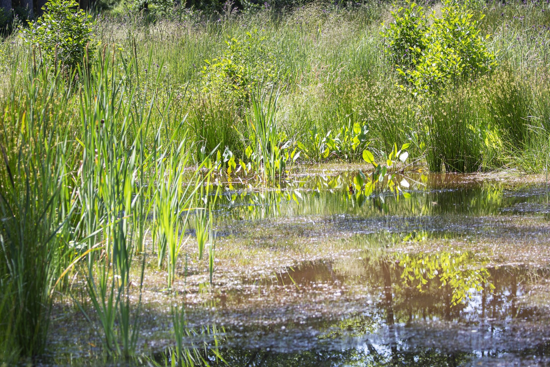 Moore sind geprägt durch einen ständigen Wasserüberschuss